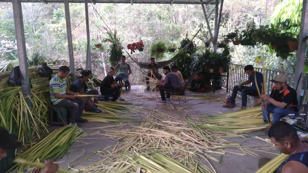 En la Gran Área Metropolitana (GAM) de Costa Rica, la mayor cantidad de palma que bendicen los padres antitos de iniciar la procesión, que recuerda la entrada triunfal de Jesús en Jerusalén, en donde fue recibido con palmas, las cortan, alistan en rollos y reparten, el negocio familiar que arrancó hace muchos años gracias a un roble que ahora tiene 98 años, don Marcelo Mora Valverde