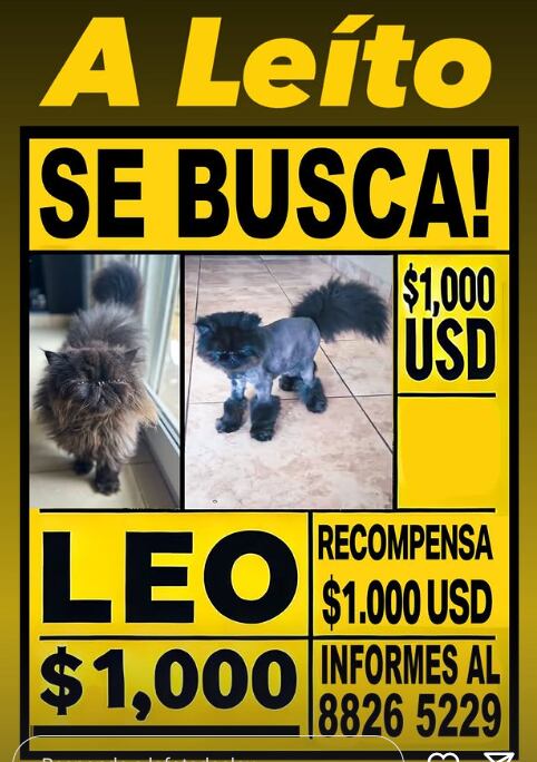 Este es Leo el gato de Eloy Mora y su pareja Sara Vega.