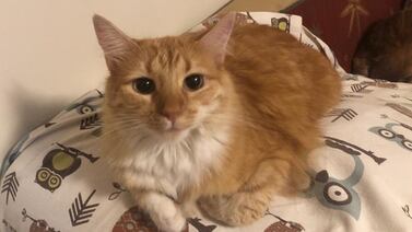 Piden ayuda para que Amelia, una gatita rescatada, regrese a casa