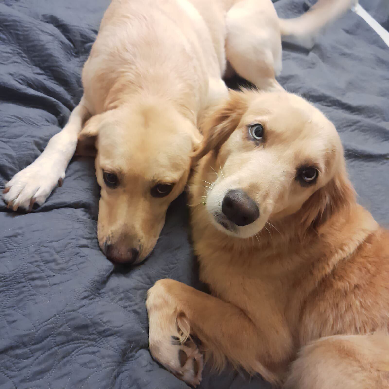 Perrita le salvó la vida a su dueño y él se lo agradece organizando la Viva Feria de Mascotas.