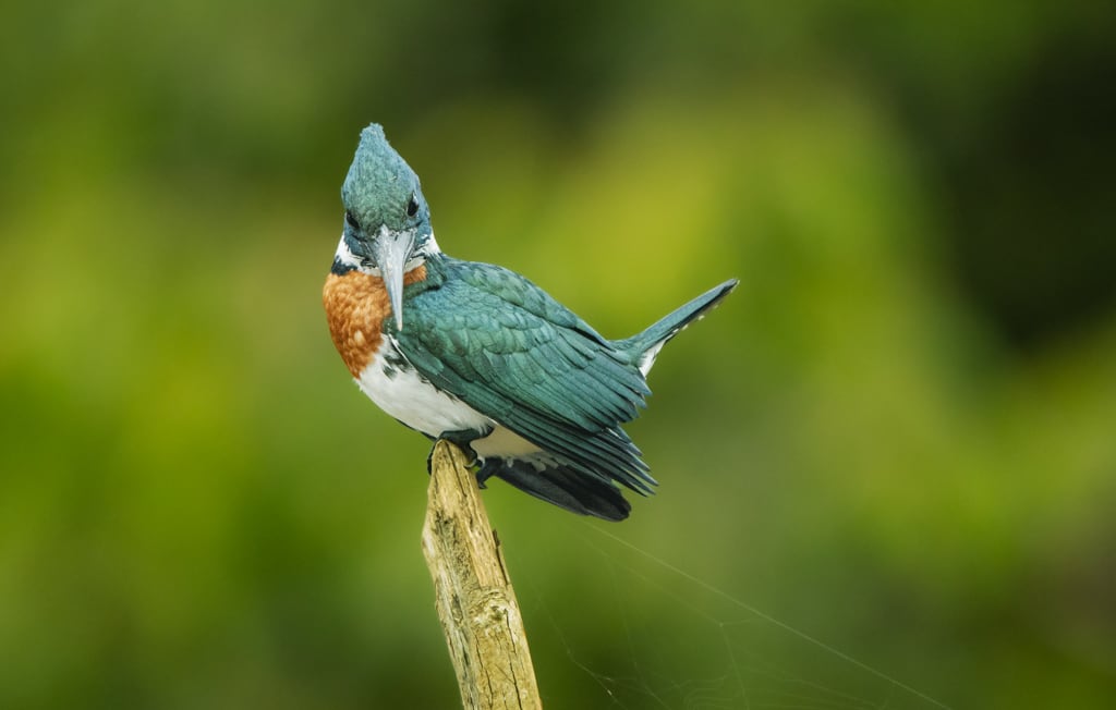 El sancarleño Henry Quesada Agüero, vecino de Ciudad Quesada, puso el nombre de Costa Rica muy en alto luego de ganar el primer lugar en un concurso internacional de fotografía organizado por la Facultad de Ciencias Exactas y Naturales de la Universidad Nacional de Mar del Plata, en Argentina. Al realizar una macrofotografía del corazón de un girasol