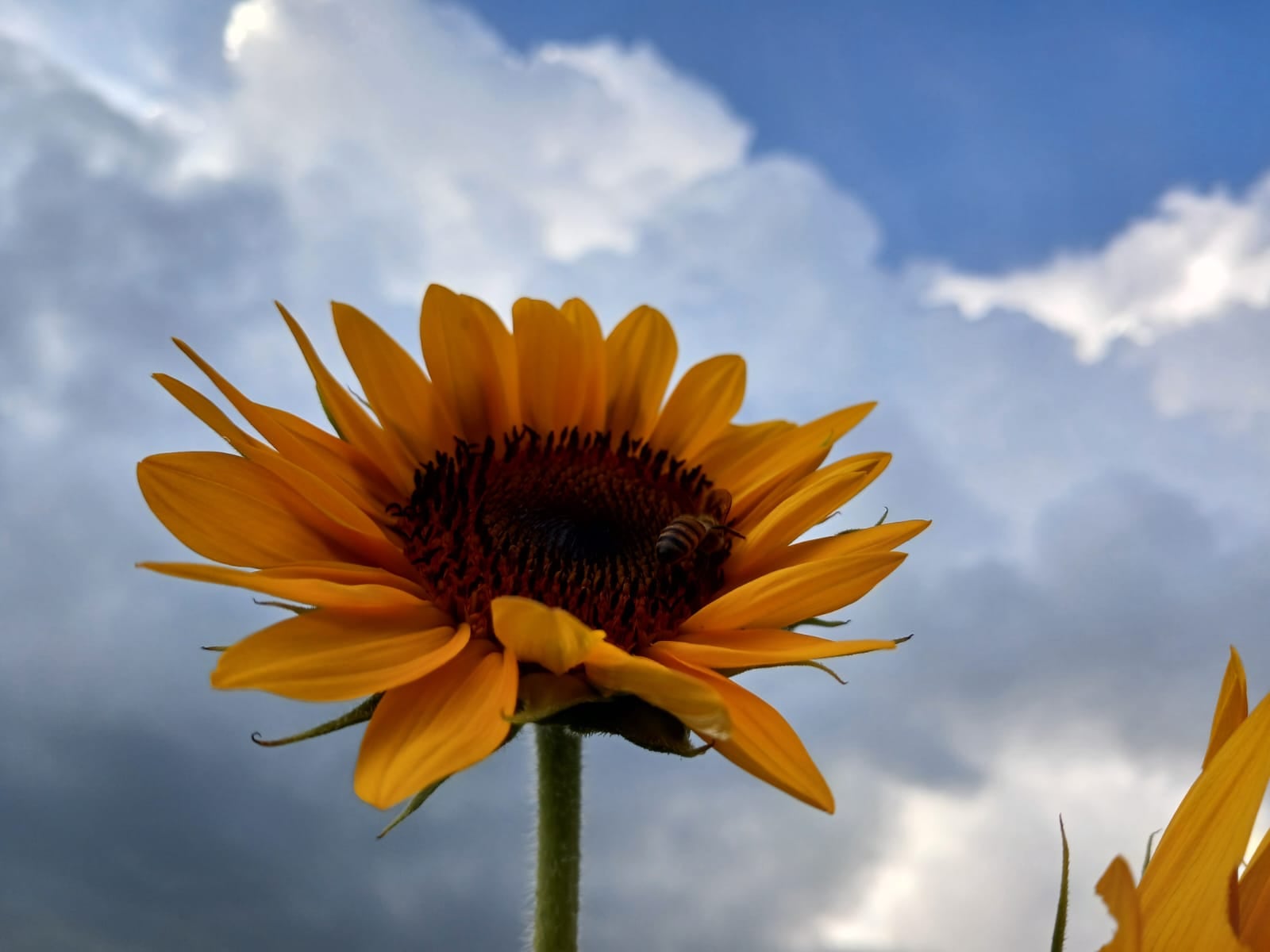 Campo de Girasoles Pital