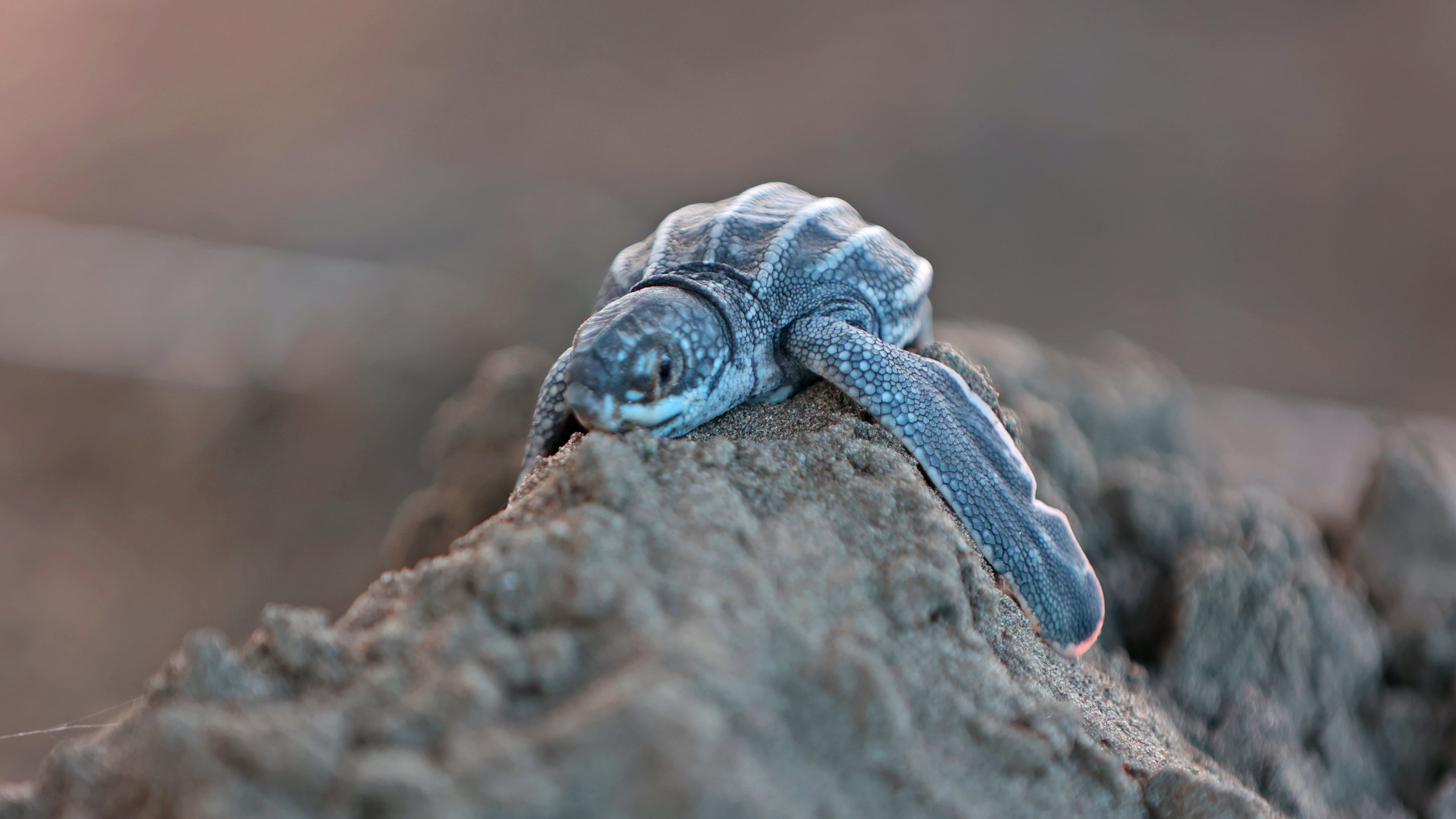 Las tortugas marinas sufren más para reproducirse a mayor temperatura y nivel del ma. Fotografía: Cortesía.