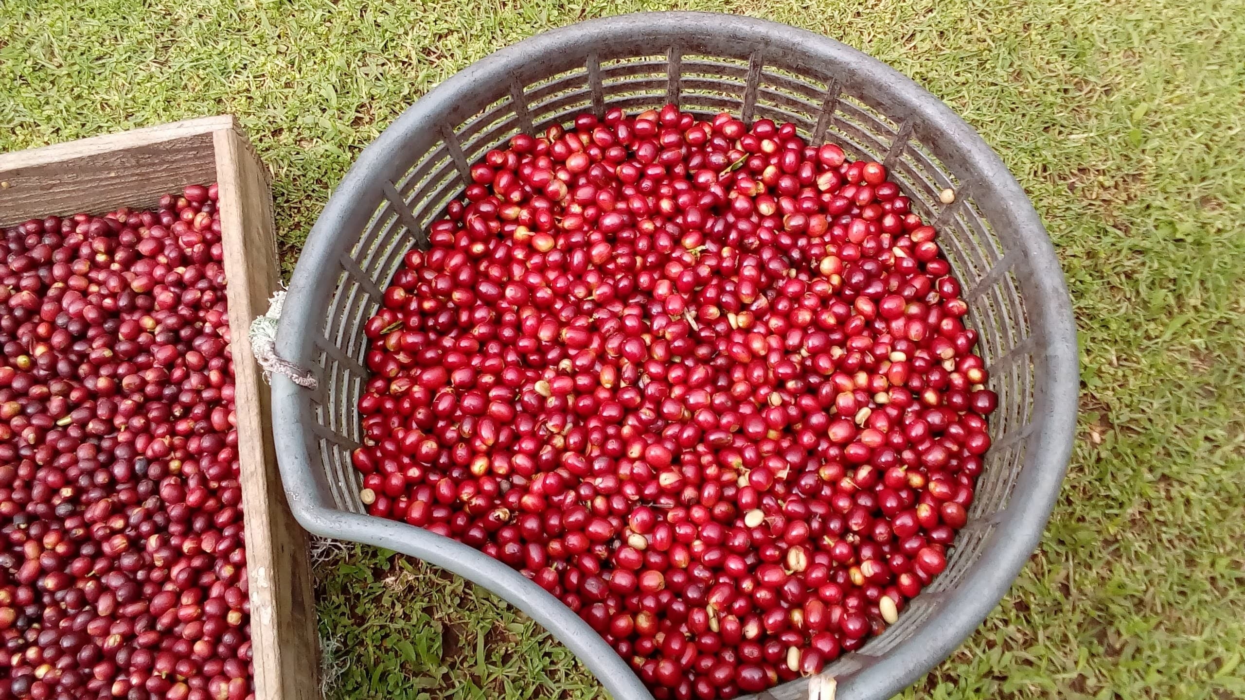 Don José María Fallas, mejor conocido como Pepe, y su esposa doña Daisy Elizondo, jamás imaginaron que, siendo ya ciudadanos de oro cultivarían café de la variedad Geisha al que le pusieron "Café Geisha".