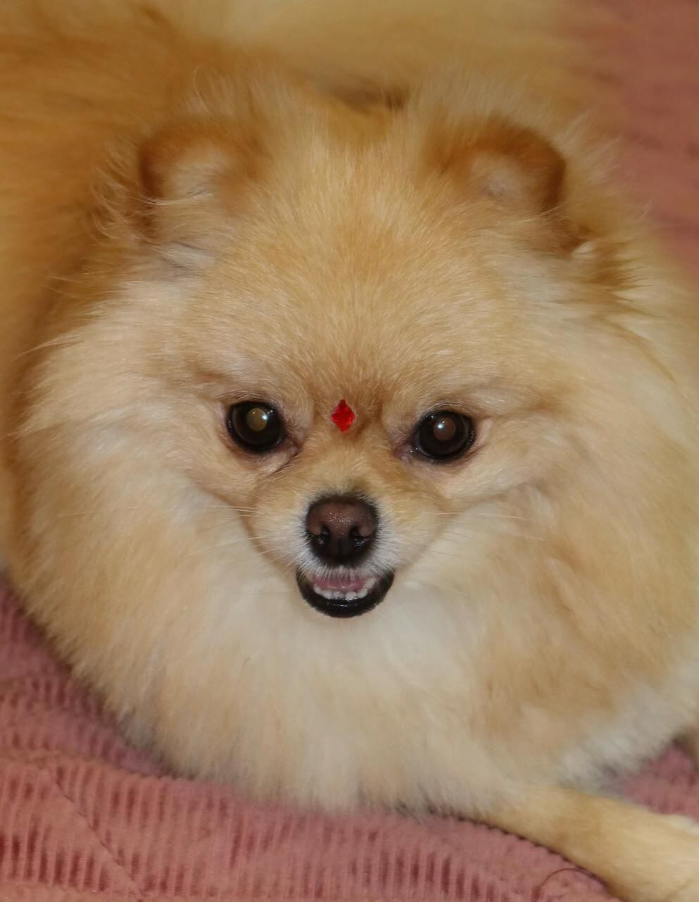 Brisa, perrita pomeranian que habría sido robada en Tibás. Foto cortesía.