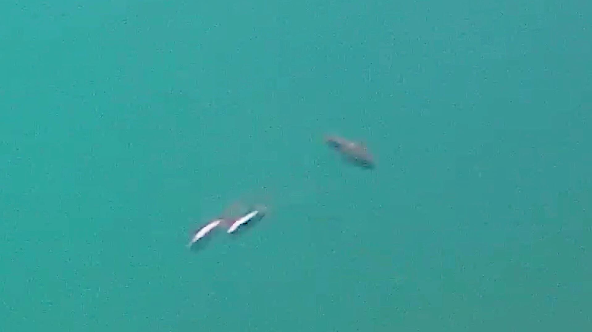 Científicos de la Universidad Nacional de Costa Rica y la Universidad de Florida del Sur han confirmado que en la laguna del volcán Poás sí hay vida.