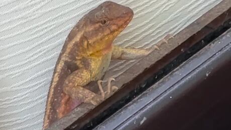 La iguana hasta posó para salir muy bien en el video de la exreina de belleza.