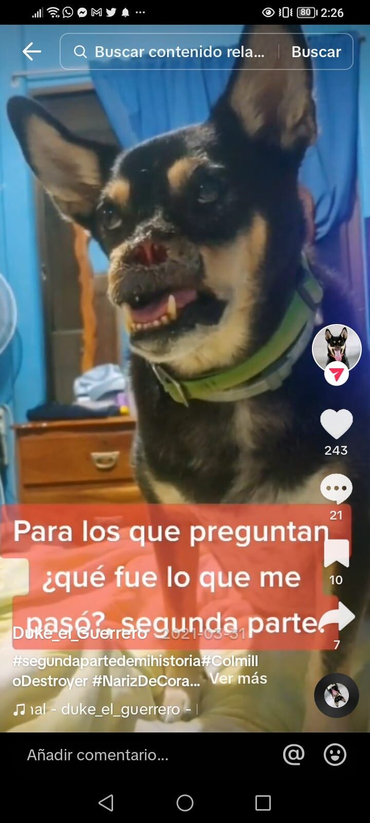 Duke el Guerrero, el perro símbolo contra el m altrato animal porque sobrevivió a un machetazo que le arrancó medio hocico y la nariz, ahora se volvió todo un influencer en tik tok