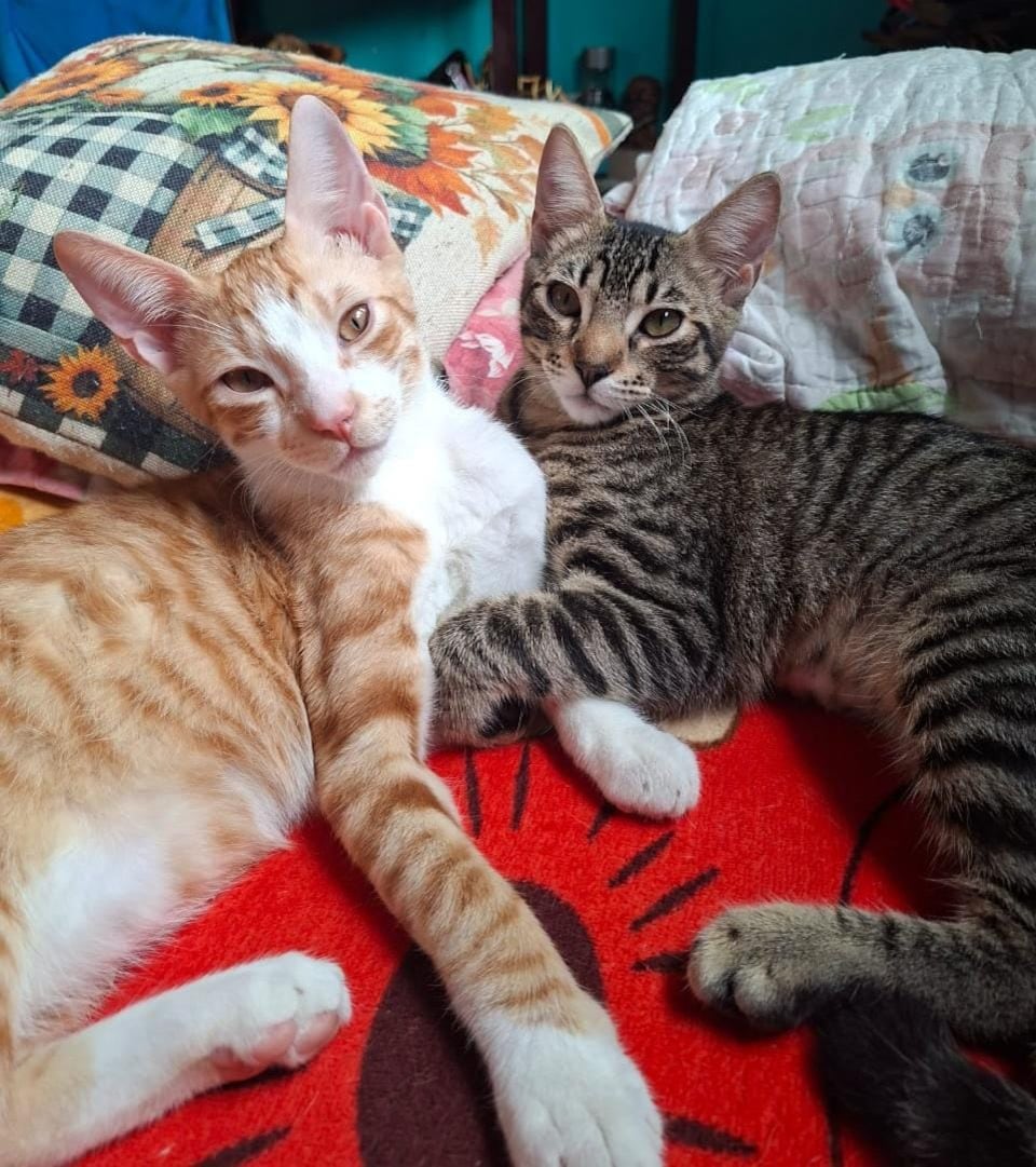 Laura Guevara rescató dos gaticos, Ronroneo y Moly, los cuales botaron recién nacidos en una caja de cervezas.