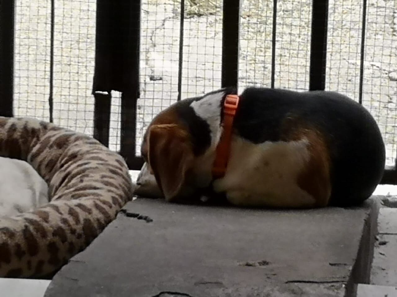 Bruno, perro agredido por otros tres perros