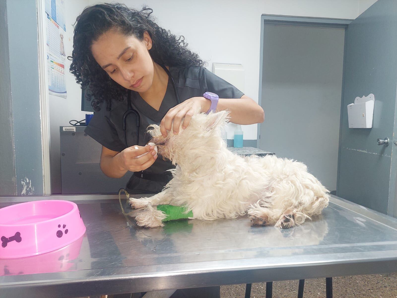 La intoxicación en los peluditos es algo que se da con frecuencia, Mauricio Jimenez director del Hospital de Especies Menores y Silvestres de la Universidad Nacional (Hems-UNA)