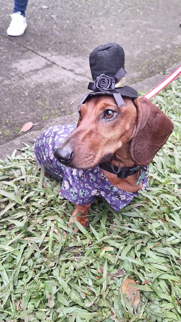 En Cartago hay un perrito salchicha que ya se ganó fama de celebridad de barrio. Se llama Bobby, tiene apenas dos años y cuando sale a caminar parece a Mr.T, porque anda una enorme cadena dorada en el cuello y con una actitud de galán que derrite a cualquiera. En la foto, con la mamá humana Shirley Estrada Badilla