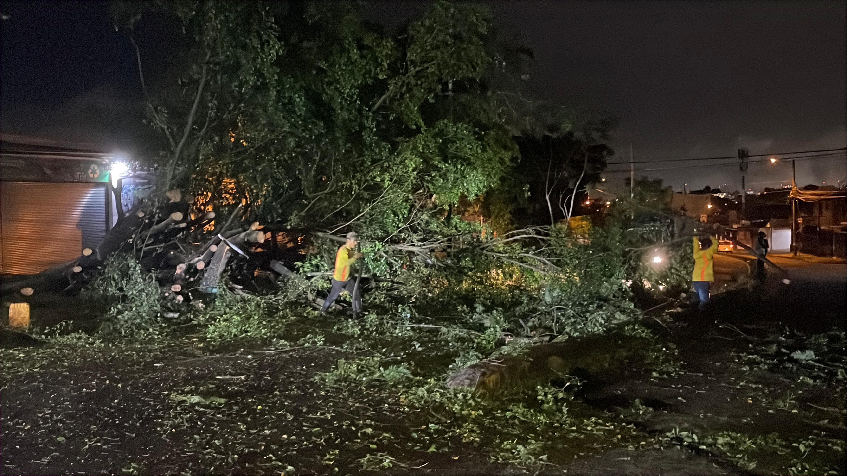 Caída de árboles en las cercanías de las Garantías sociales