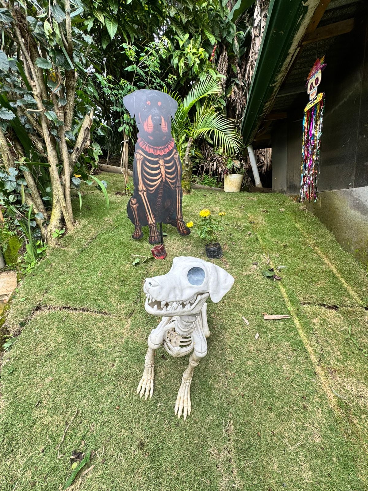 En Santa Bárbara de Heredia vive la amorosa doña Gina Varga, una mujer que lleva 15 años dedicando su vida al rescate de perros en Costa Rica. Este 2025 hizo un super altar para perritos en el cual está por primera vez Brisa, su amada perrita que falleció