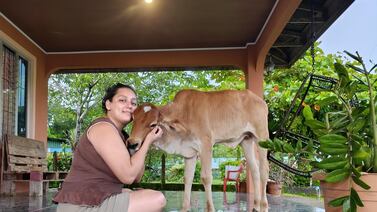 Una ternera sancarleña se cree perro, solo toma leche con chupón y tiene su propia cobijita