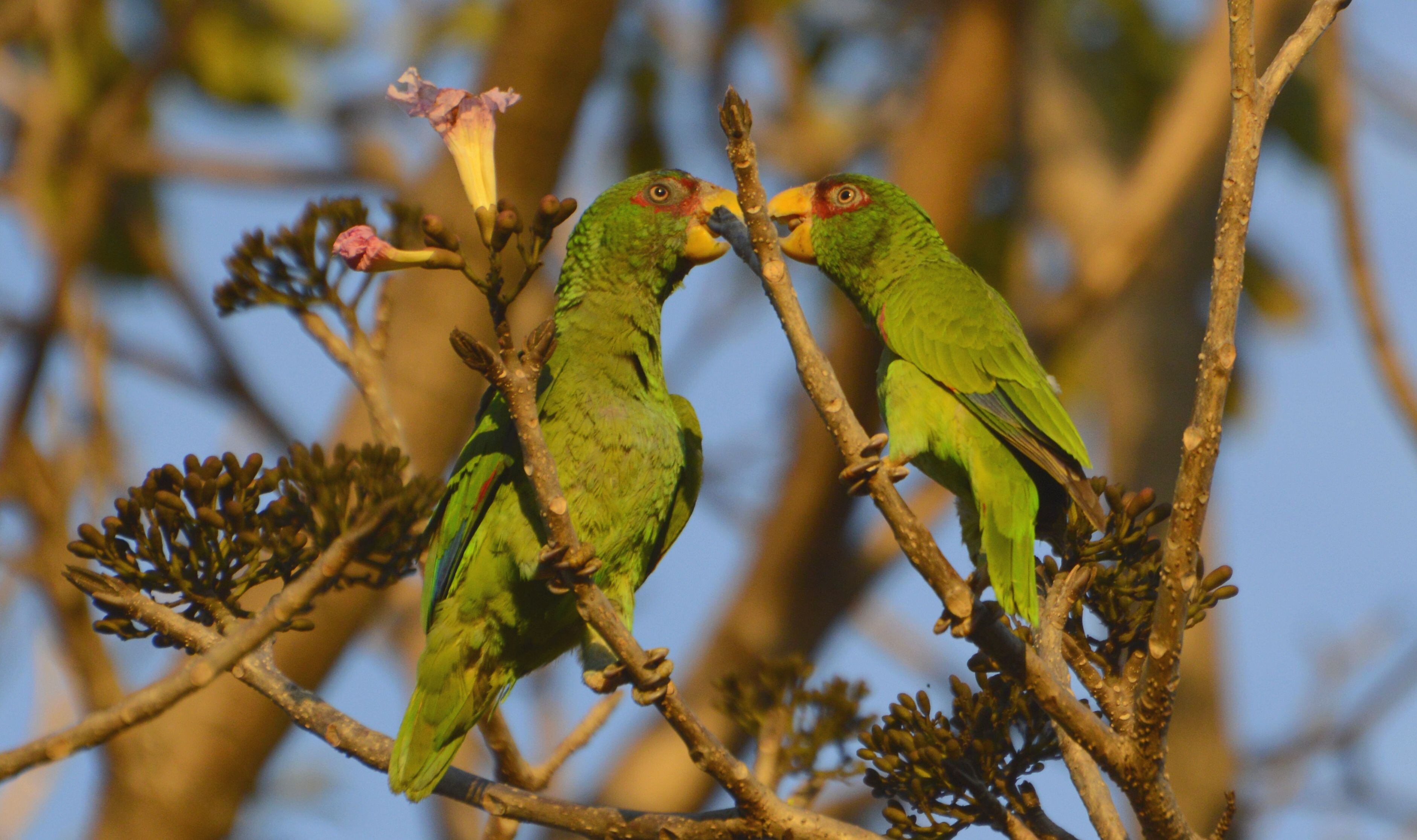 Aprovechando la celebración del Día Nacional del Árbol, que fue este 15 de junio, el Instituto Costarricense del Deporte y la Recreación (Icoder) y el Scotiabank, confirmaron que después de 13 años finaliza el proyecto de arborización “Una Nueva Sabana” en Parque Metropolitano La Sabana.