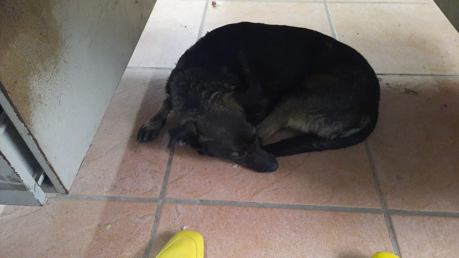 La comunidad del Colegio de Santa Ana está preocupada porque temen que los perros que están en colegio sean dados en adopción.