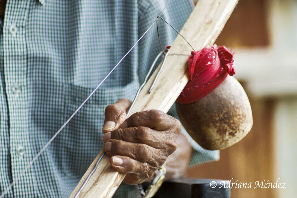 El quijongo guanacasteco goza de buena salud.