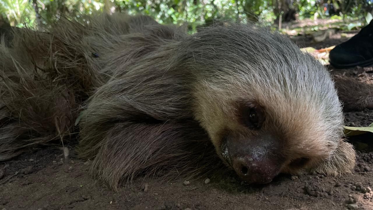 Perezoso rescatada luego de sufrir caída de árbol