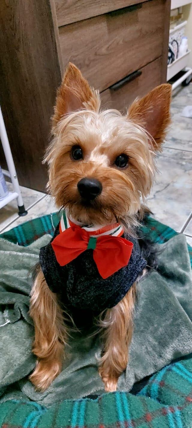 Cada 14 de enero se celebra el Día Mundial de Vestir a tu Mascota.