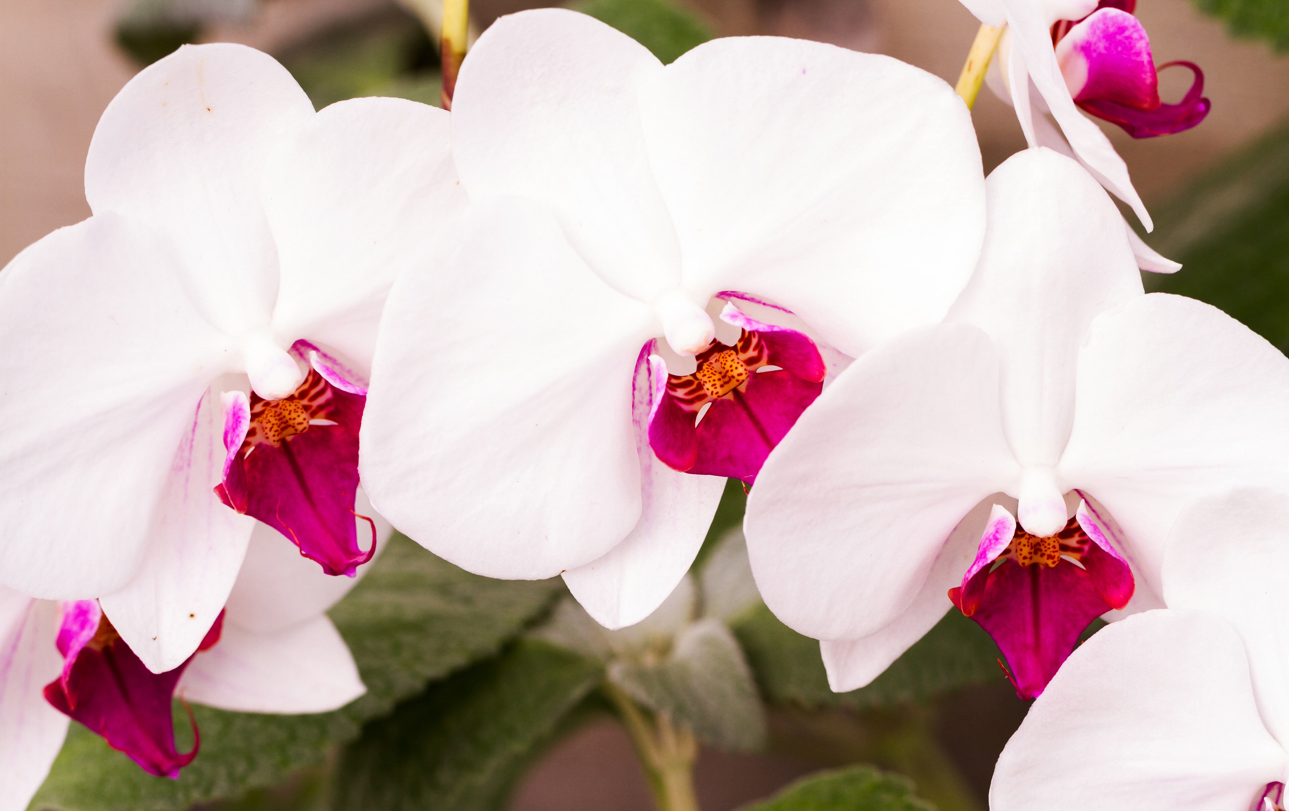 Feria de Orquídeas tendrá entrada gratuita en el Museo de los Niños.