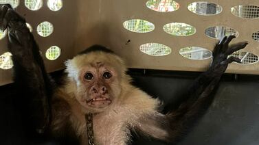 Rescatan a mono cariblanco que sufrió una vida de tortura dentro de una casa, en Jacó