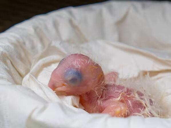 Nacio guacamayo azul de Brasil, quien inspiró película de Río