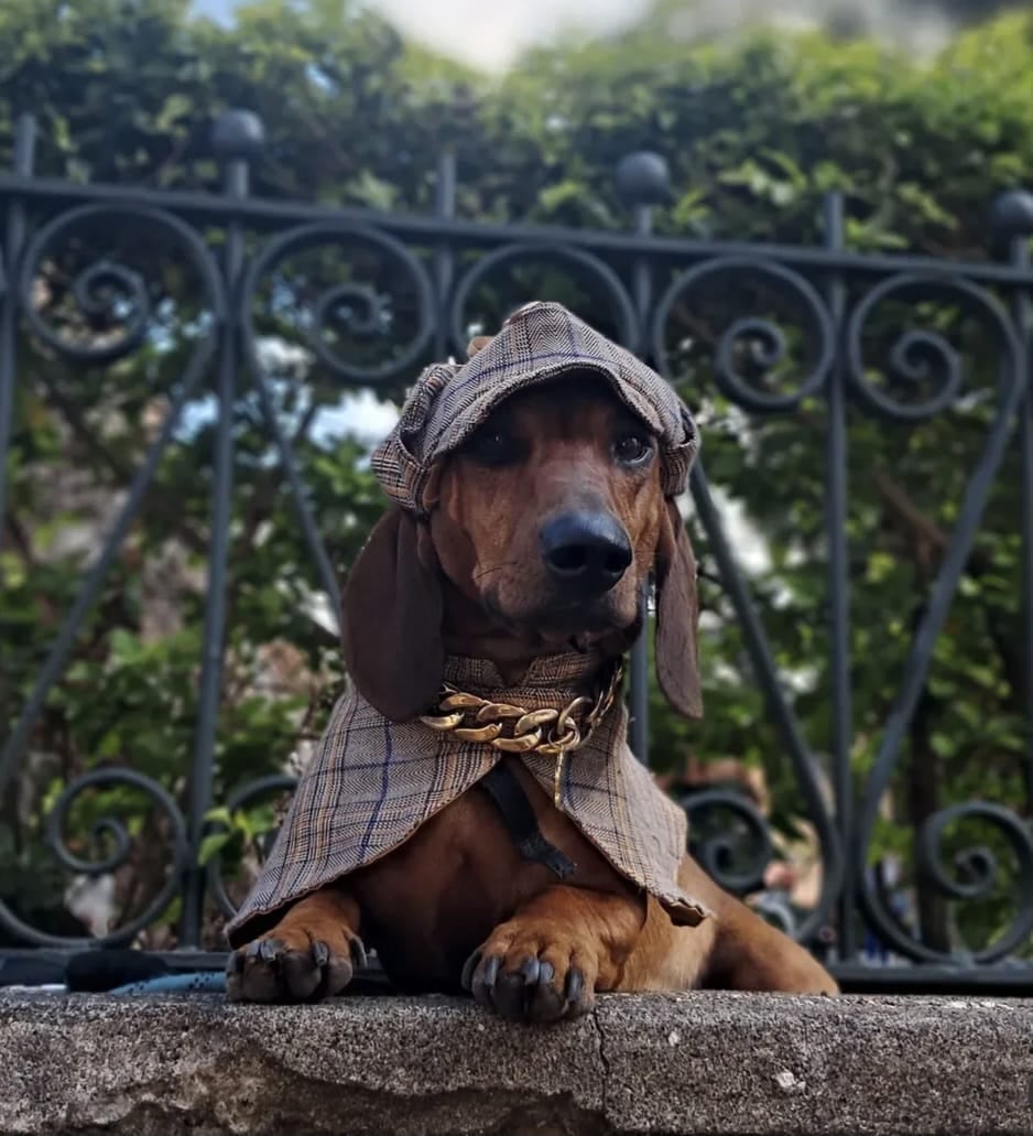 En Cartago hay un perrito salchicha que ya se ganó fama de celebridad de barrio. Se llama Bobby, tiene apenas dos años y cuando sale a caminar parece a Mr.T, porque anda una enorme cadena dorada en el cuello y con una actitud de galán que derrite a cualquiera. En la foto, con la mamá humana Shirley Estrada Badilla