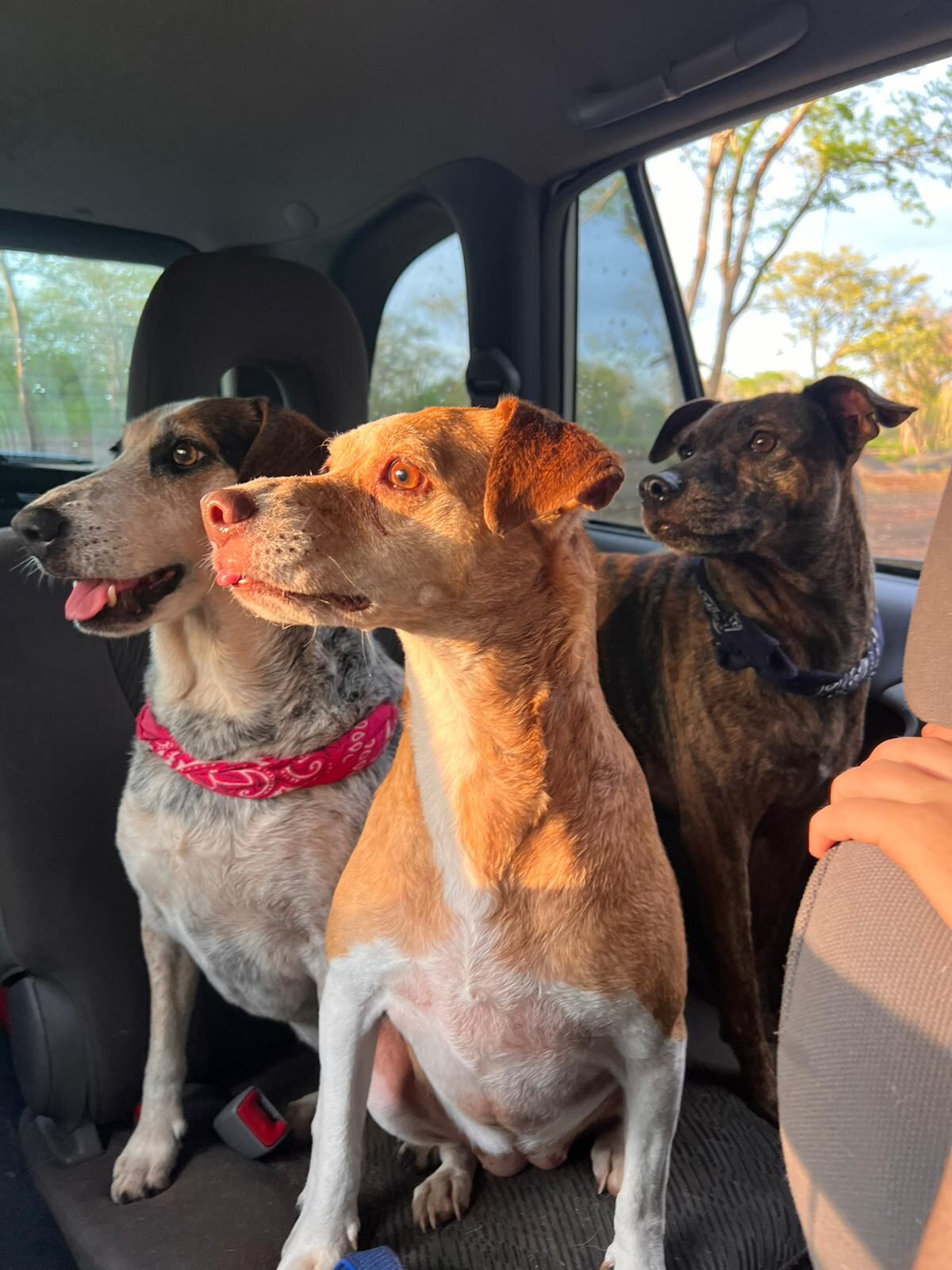 Merry, Maya y Mac, tres perros encontraron hogar una Navidad, en un partido de fútbol y en un parque. Fueron rescatados por Johnny Vargas Vargas y su hijo Josef. En la foto, Merry Christmas (izquierda), Maya (centro) y Mac (derecha).