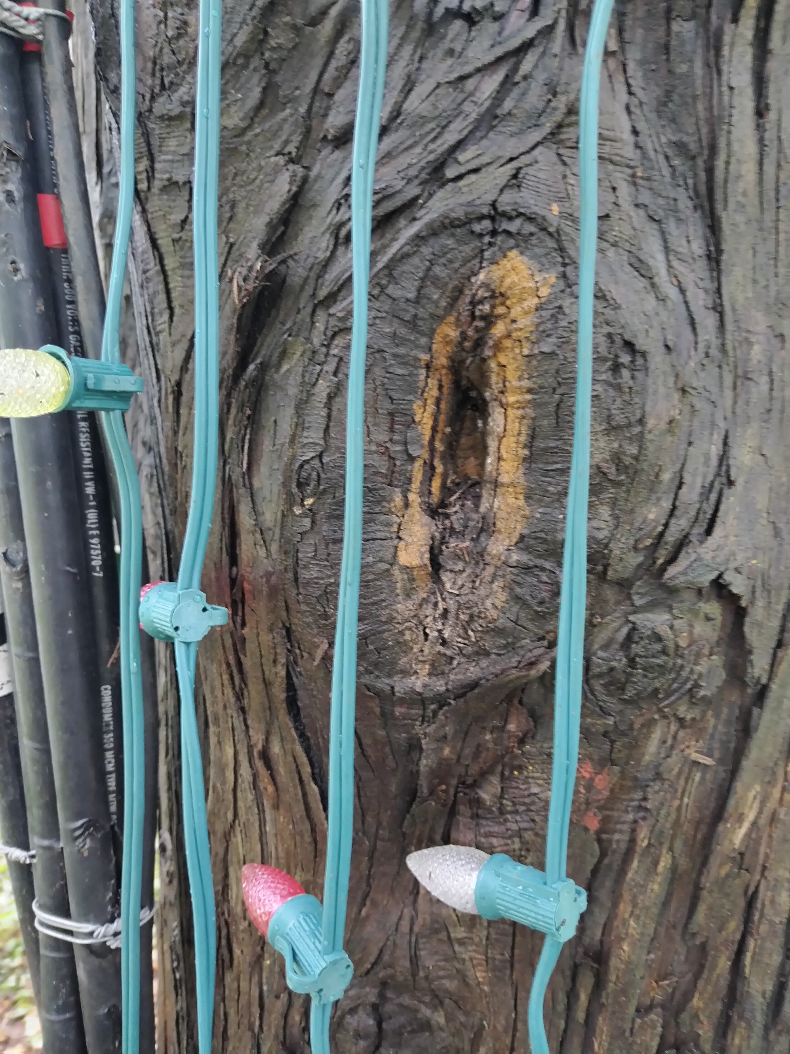 El arbolito de Navidad del Hospital Nacional de Niños (HNN) cumple 42 años de edad este 2024 y, alegremente, está pura vida de salud al punto que un experto de la Compañía Nacional de Fuerza y Luz (CNFL) nos confirmó que esta tan pura vida como un carajillo de 15 años.