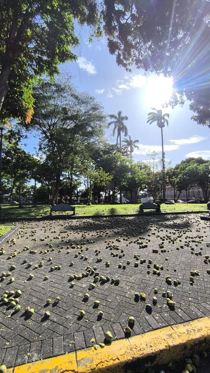 Mangos en los parques de Alajuela