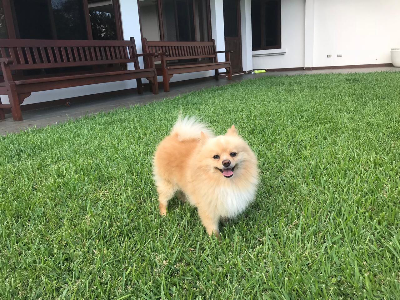 Elena Correa, modelo y cantante costarricense.