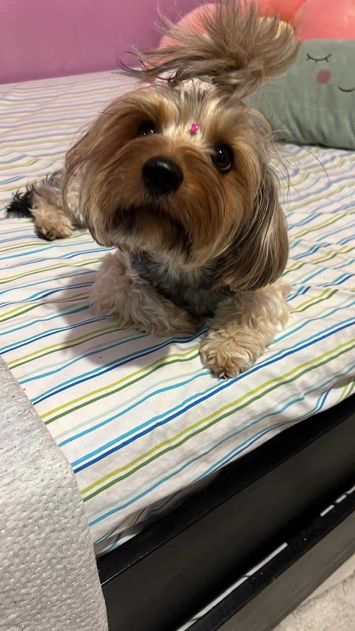 Frida es una perrita que llena de ladridos de amor a la familia Soto Rodríguez. Don Alexander Soto es el abuelito humano de esta peludita raza Yorkshire Terrier