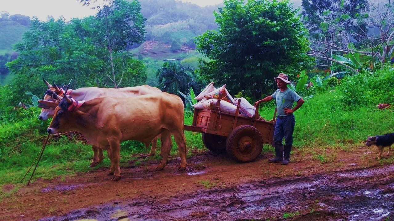 Boyero y agricultor, sacando el café al Recibidor en La Sierra de Platanares de Pérez Zeledón. Foto de la página en Facebook Boyeotico de don Alejandro Guevara Muñoz