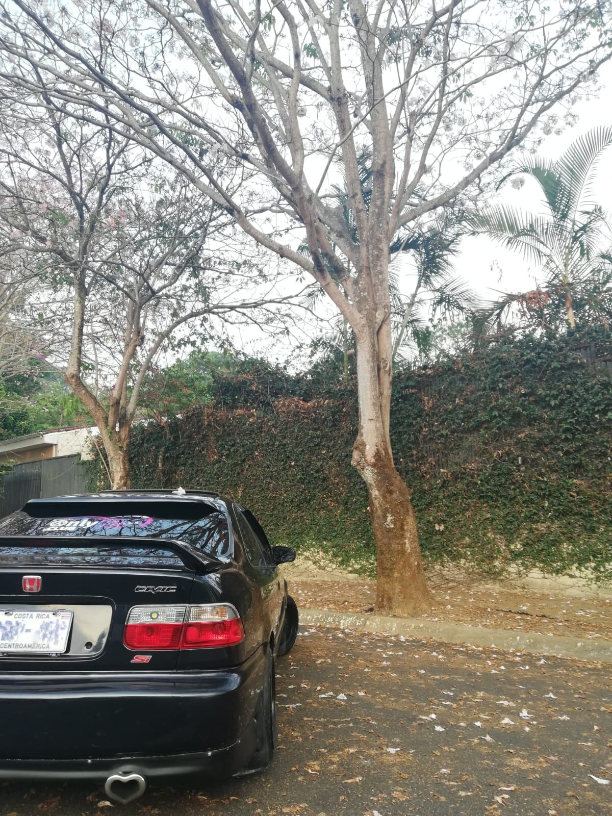 Chuzo de la semana, Kristel Hidalgo, Honda Civic 96a Civic