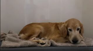 Perro Naili de María Teresa Rodríguez