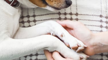 Colegio de Veterinarios advierte algo que podría evitarle una muerte terrible a sus mascotas cuando llueve