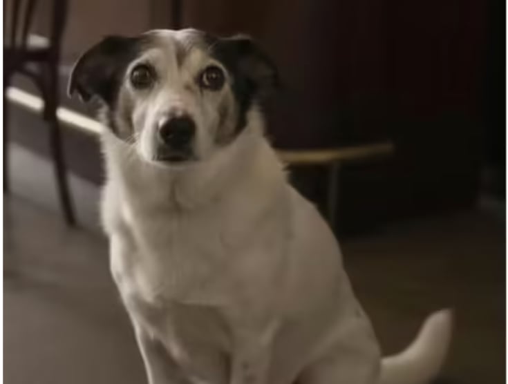 Giorgio, perrito leal