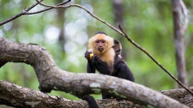 Mamá monito regaña a su pequeño como lo haría cualquier madre y el gesto se hace viral