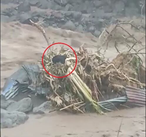 Samir Aguilar, rescató a un perro atrapado en medio del río Turrialba. Foto cortesía de Isabela Aguilar para La Teja.