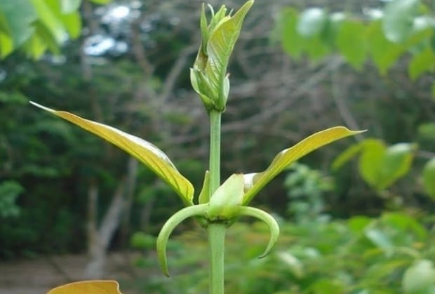 La planta conocida en nuestro país como uña de gato se puso muy de moda a principios del mes pasado porque un grupo de investigaciones realizadas en la Universidad de Costa Rica (UCR) confirmó los beneficios que tiene su consumo