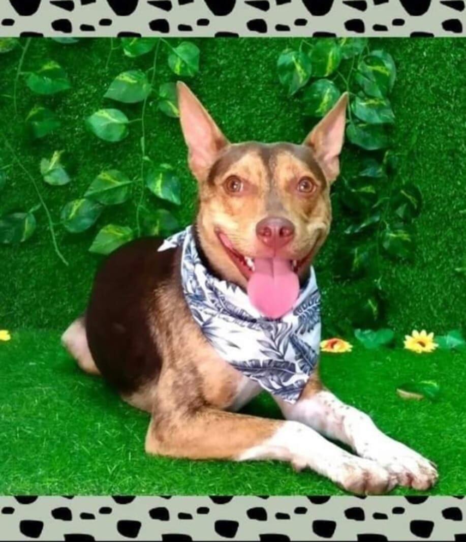 Cada 14 de enero se celebra el Día Mundial de Vestir a tu Mascota.