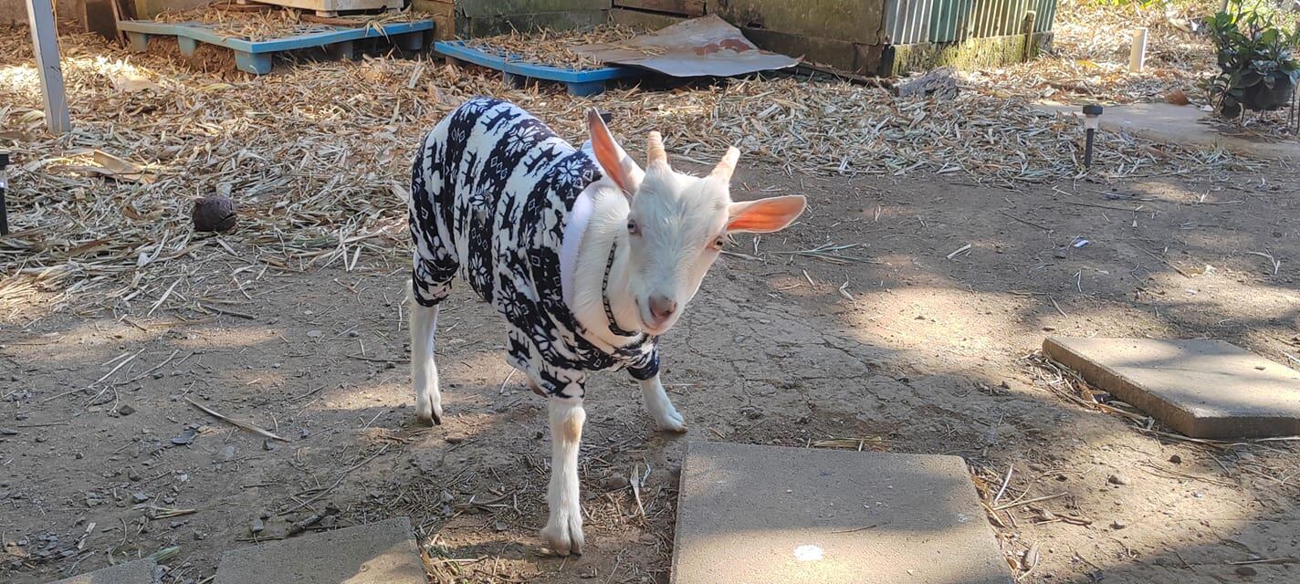 Cada 14 de enero se celebra el Día Mundial de Vestir a tu Mascota.