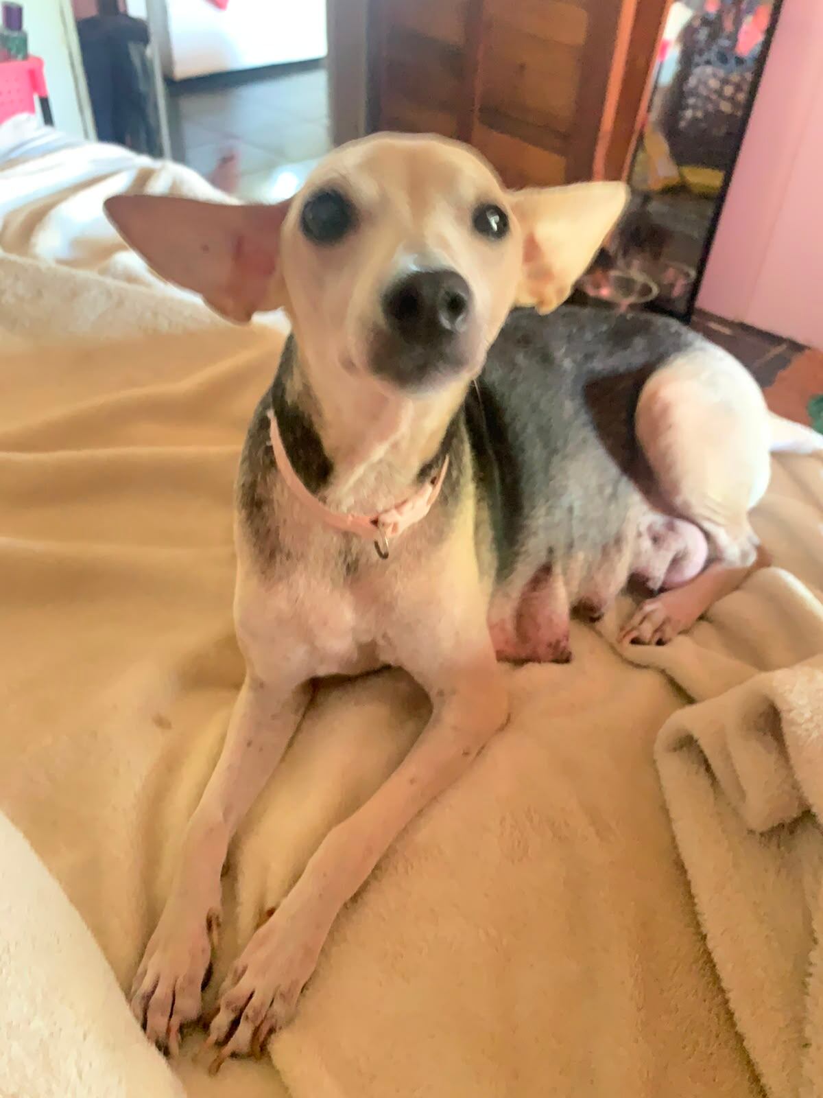 Bamba, la perrita rescatada en Pérez Zeledón que sobrevivió a un atropello estando embarazada.