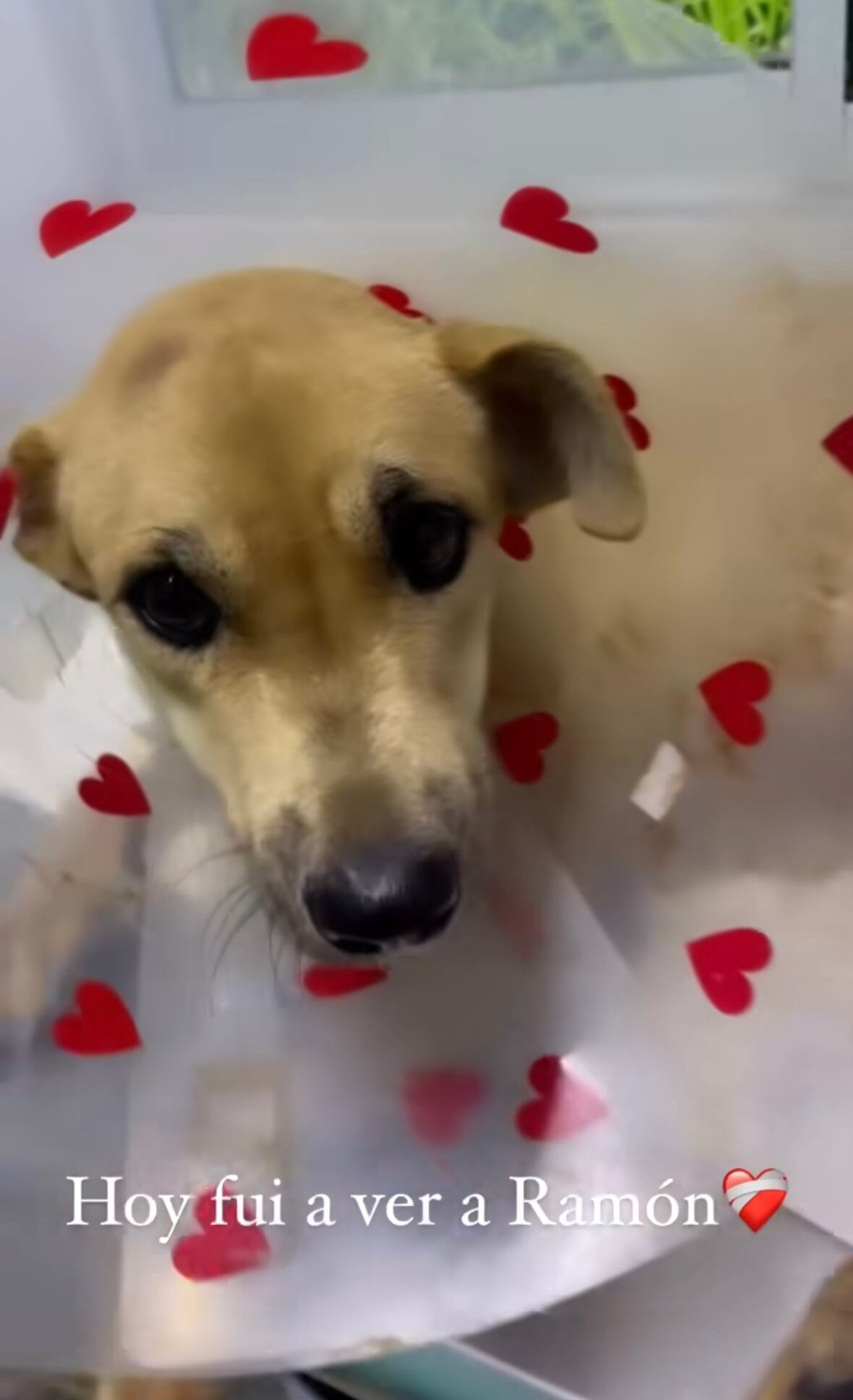 Ana madrigal Nace una estrella