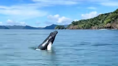 Pescadores ticos se llevaron un bello y escalofriante susto con una ballena y su cría