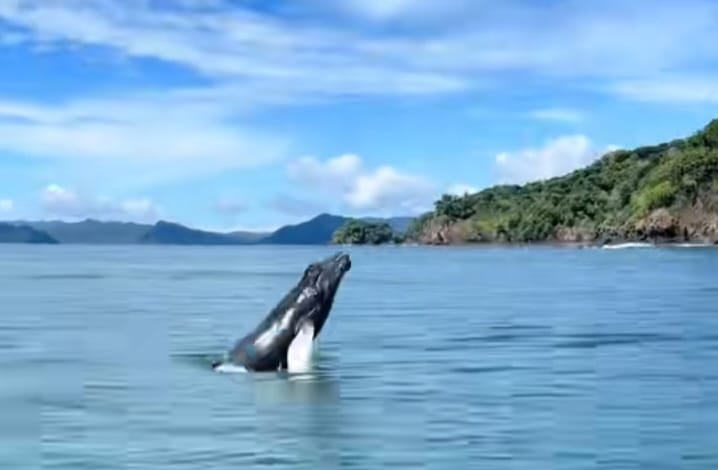 Ballena deslumbra a muchos en Península de Nicoya