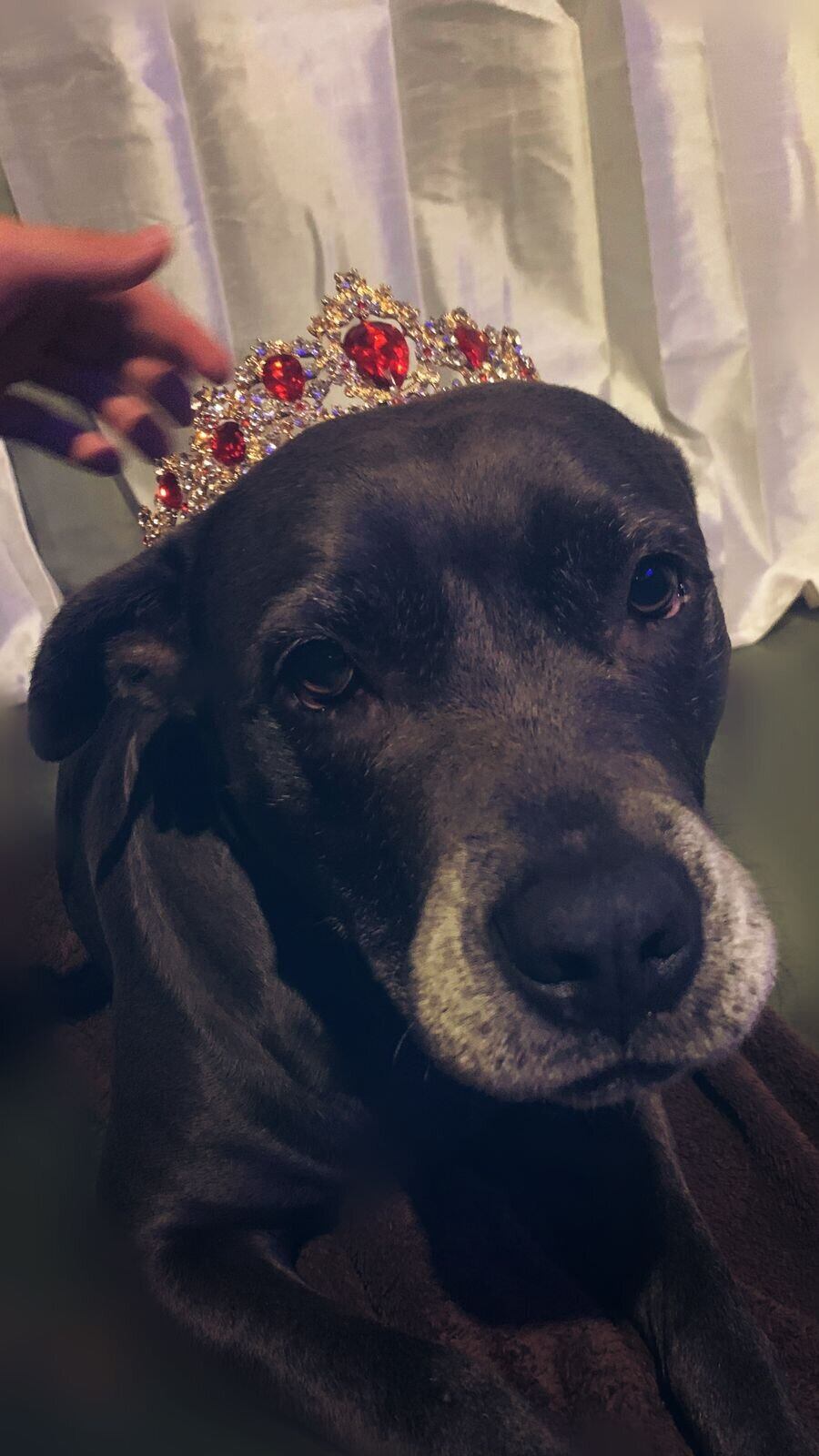 Lazo de amor con su perrita le permite a su dueña comprender la labor de Viva Feria de Mascotas.