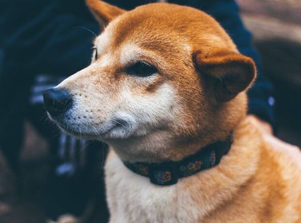 Artículos tecnológicos para perros.