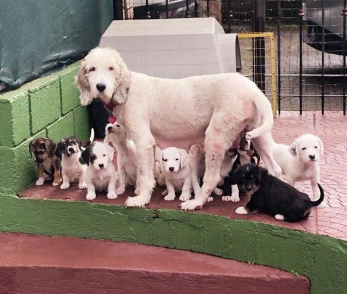 Alejandra Esquivel quien siempre supo que su vida estaría marcada por los perros, pero jamás imaginó que una peludita llamada Sol llegaría a convertirse en su refugio en medio de los días más oscuros de su vida.
